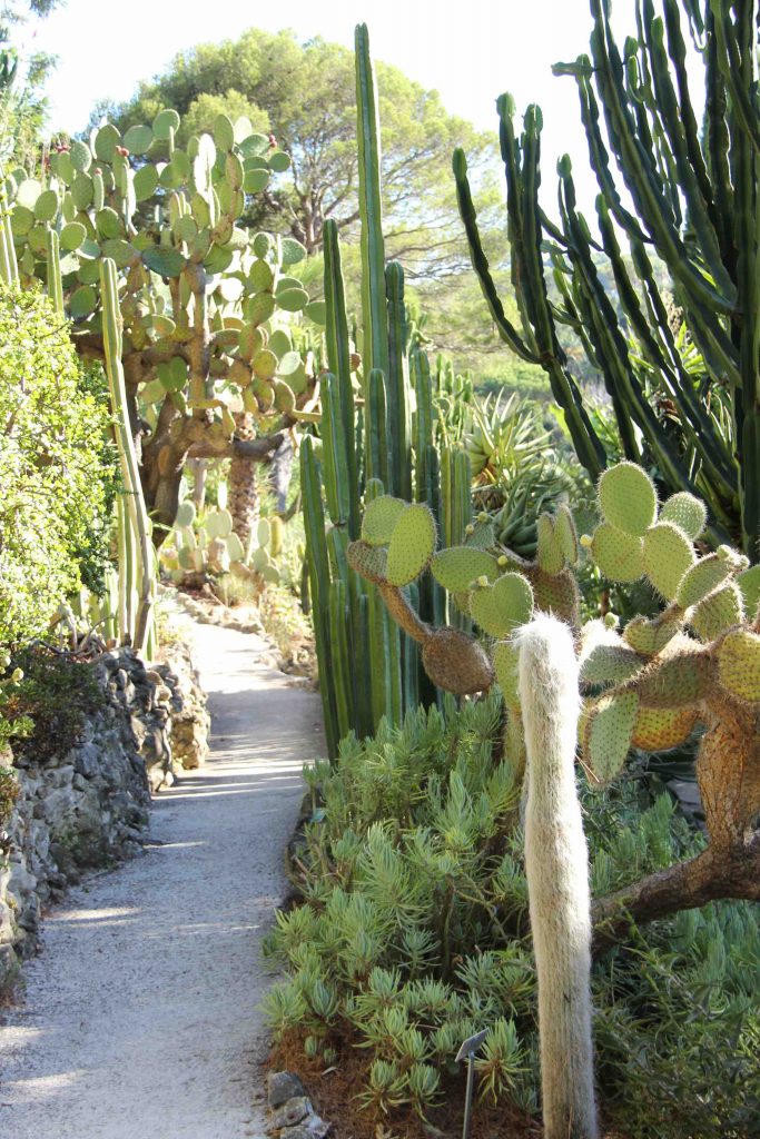 Cactus variés à la Villa Ephrussi de Rothschild