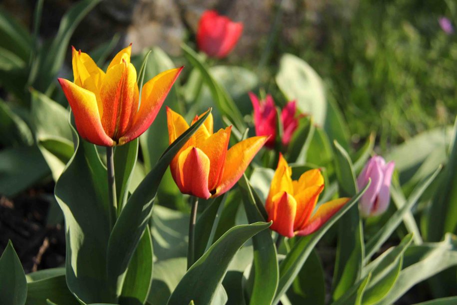 Rangée de tulipes